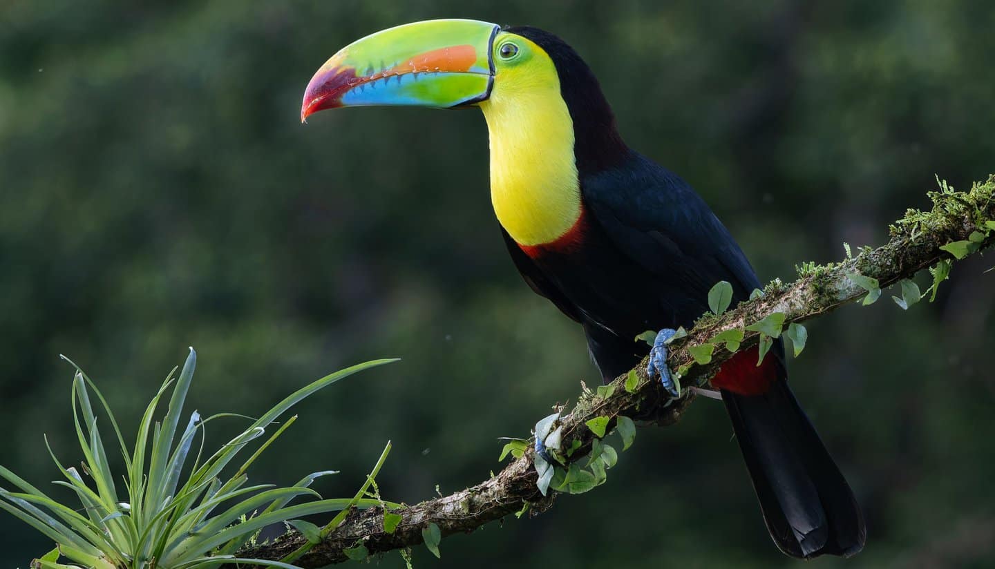 Costa Rica - Paradies zwischen Karibik und Pazifik